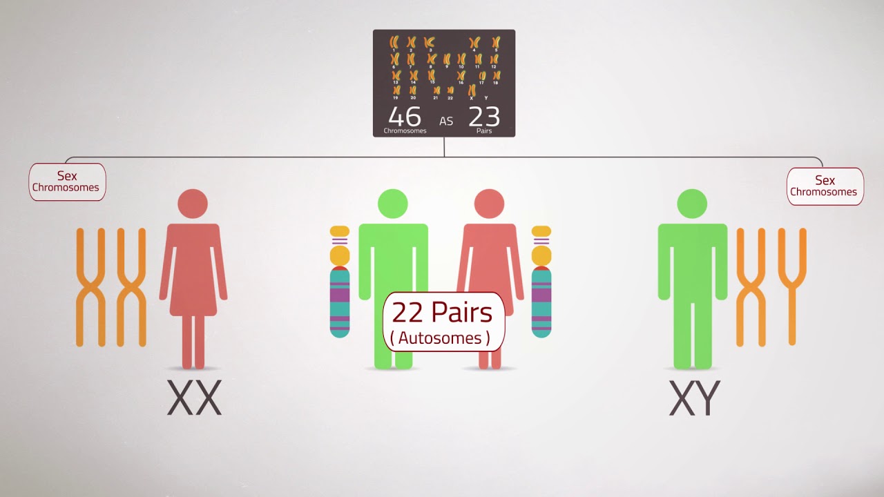 Everything You Need To Know:Chromosome Analysis (Karyotyping)