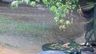 Backyard Flood April 25th