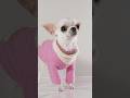 The smallest dog is also the most fashionable 😍