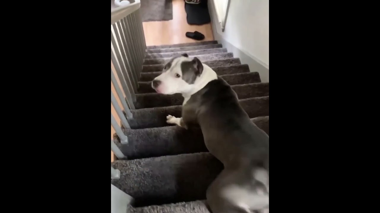 When i'm TOO LAZY to walk down the STAIRS 😪😪😪 