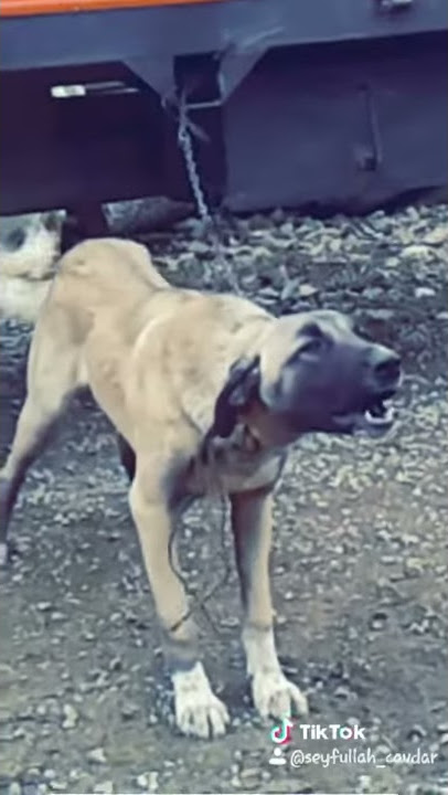 Lascol 6 veya 7 aylık'ken kangal diye buna denir