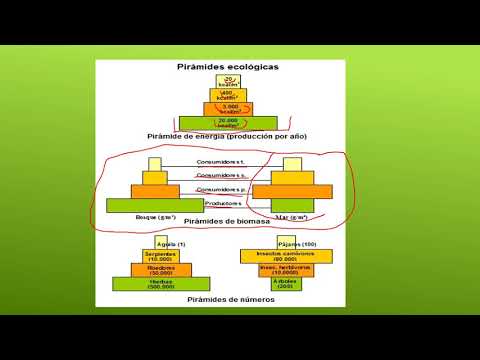 Video: ¿Por qué la mayoría de las pirámides de energía están limitadas a tres o cinco niveles?