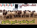 إنطلاق بيع حولي عيد الأضحى المبارك 6 4 2026 جماعة تازوطة إقليم صفرو الحولي البرݣي جودة عالية فرجة مم 