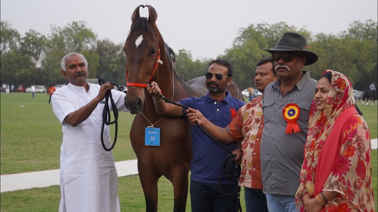 MILK TEETH COLT  CATEGORY MARWARI HORSE SHOW JODHPUR 2024