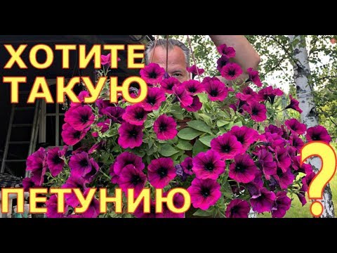 ШИКАРНОЕ цветение ПЕТУНИИ, СУРФИНИИ. ПОДКОРМКИ. Сорта.