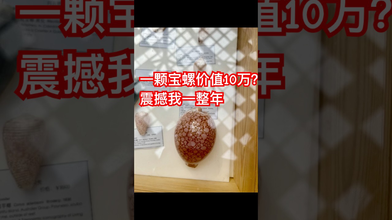 宝螺能当钱花？一颗宝螺卖10万？