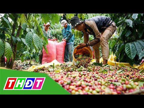 Video Xuất khẩu cà phê tăng mạnh nhưng chịu nhiều áp lực |... - youtube