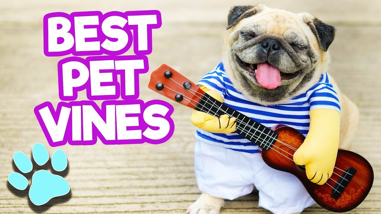 Best Pet Vines of April 2018 #1 | Funny Vine Compilation | 