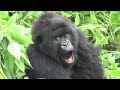 Gorilla Trekking - Susa Group - Made famous by Dianne Fossey in Gorilla's in the mist