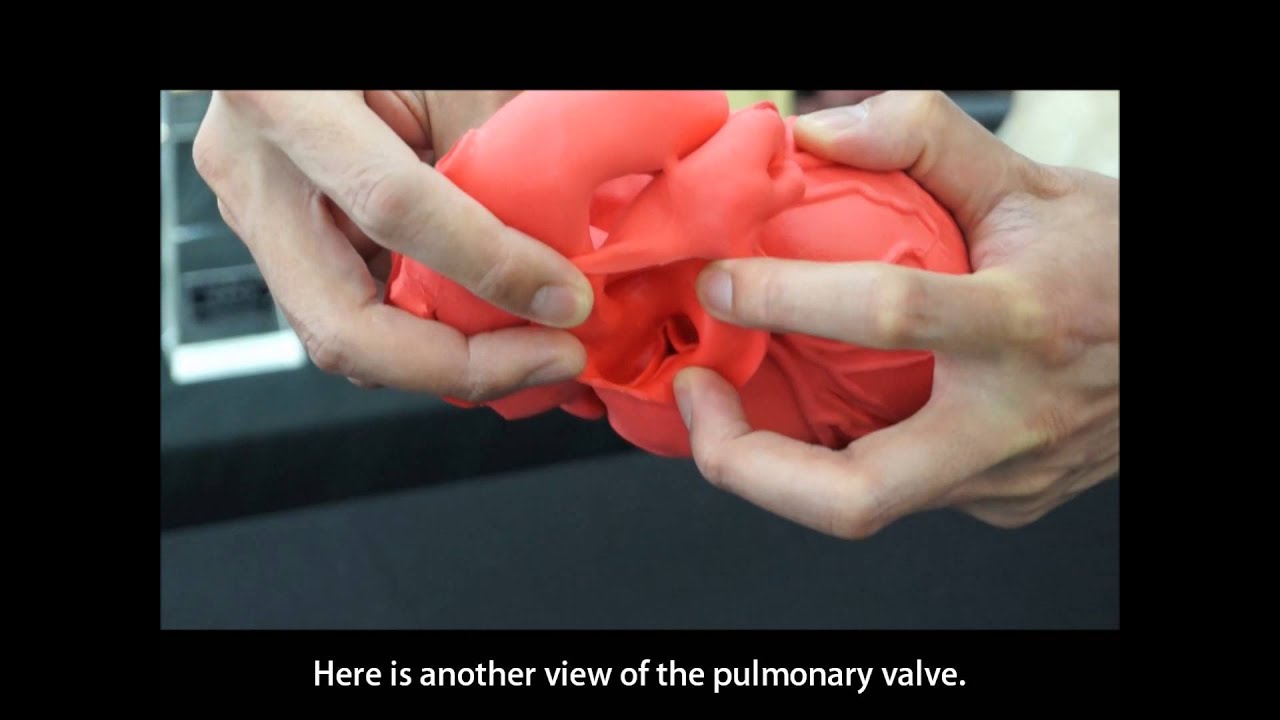 Cardio Model E.V. : 透明（XC-04T）_購入 | 株式会社クロスメディカル