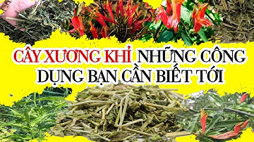 CÂY XƯƠNG KHỈ NHỮNG CÔNG DỤNG BẠN CẦN BIẾT TỚI