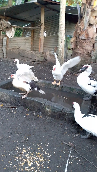 Great day with DUCKS 🦆🪿 #duck #farming #provincelife