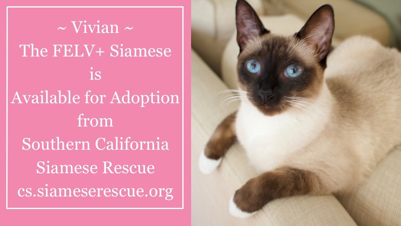socal siamese rescue