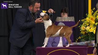 Miniature Bull Terriers | WKC | Breed Judging 2020