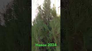 17 сентября 2024 г. Навои новостройки