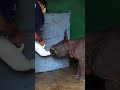 Did you know this about animals? #Shorts