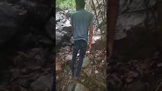 Cara Mengenal Cenuai Bulu Perindu Bukit Dan Bulu Perindu Emas