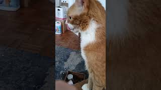 My so called boring life #mvy #cat #lifeisbutadream #ginger #boring