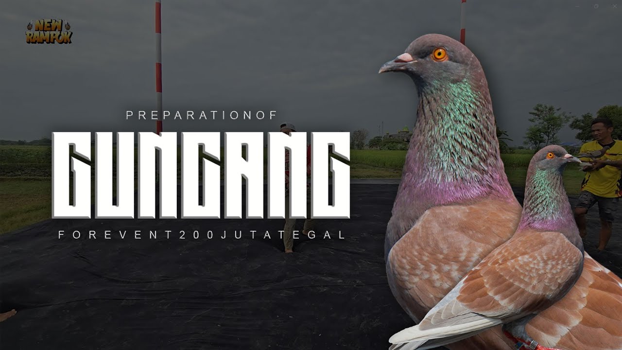 PERSIAPAN MERPATI GUNCANG DI TEGAL