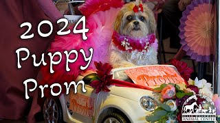 2024 Puppy Prom  A Decade of Dapper Dogs