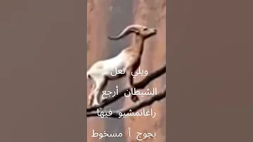 شوف هذا فين تابعني ويلي أعباد الله ويلي حي 