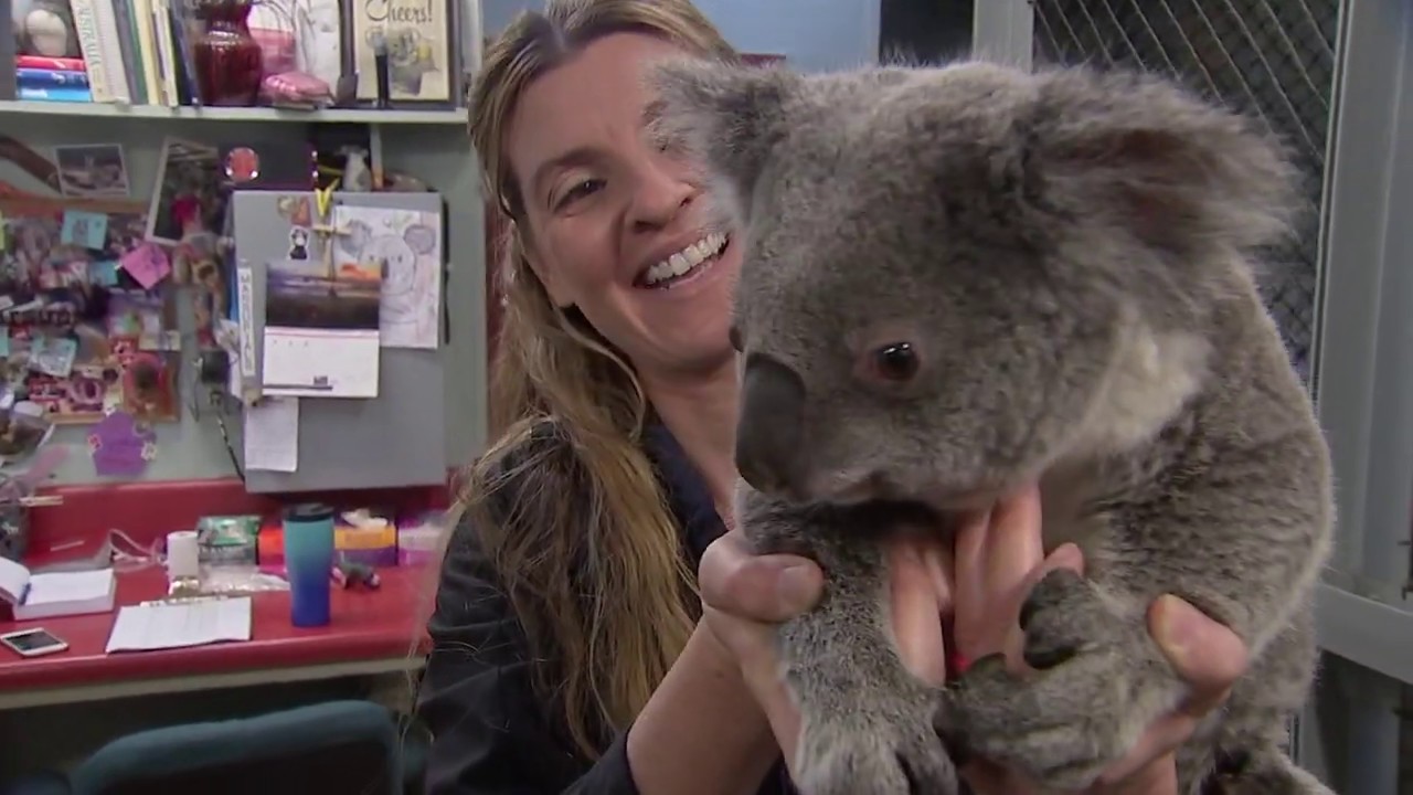 Hundreds Of Koala Are Perishing In Australia's NSW Like This One 1-3-20