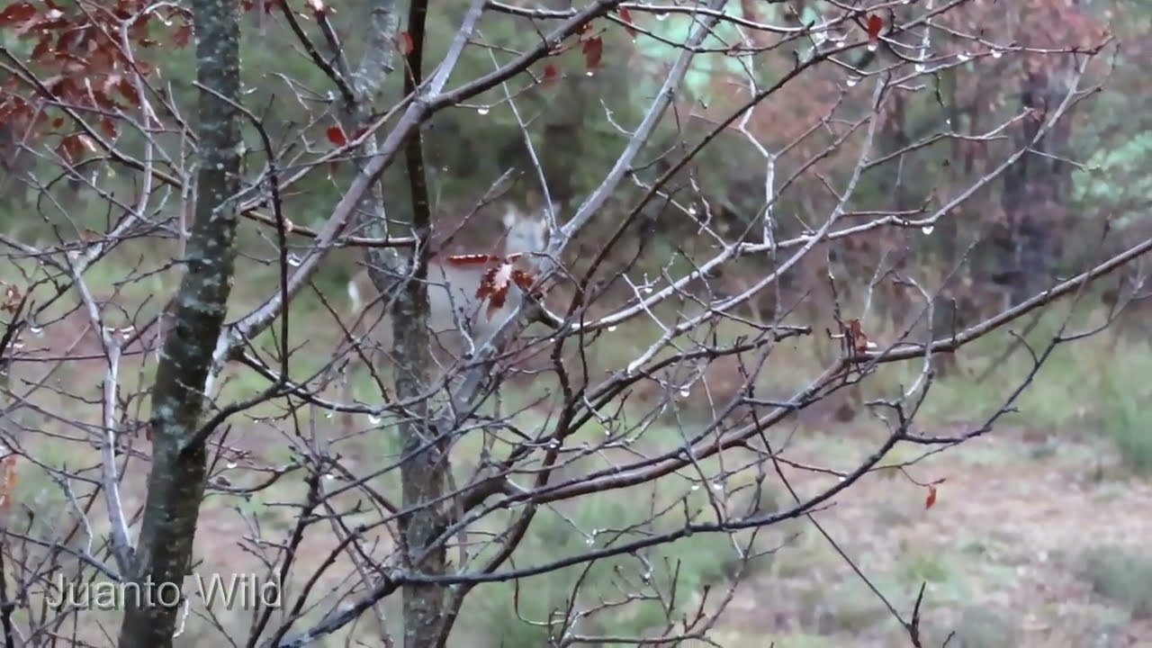 La duende del bosque: un encuentro sorprendente.