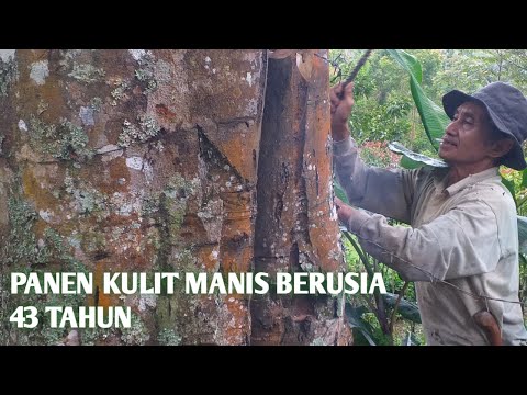 Kulit Manis Terbesar