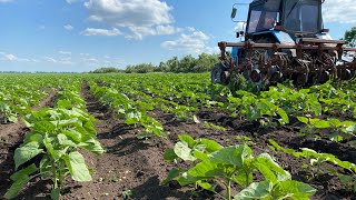 Междурядная культивация подсолнуха. 03.06.2022