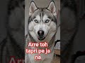 Huskey on chal coffee pivanage #jaylxay🤣🤣🤣