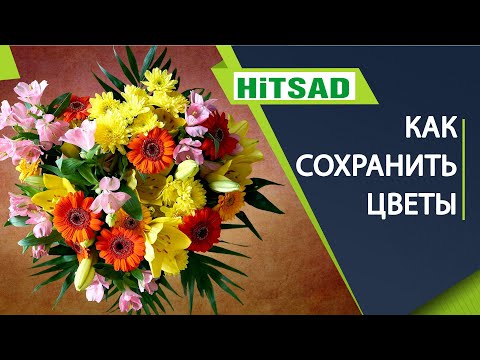 Как сохранить подаренные цветы на долго 🌸