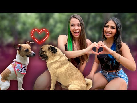 NOSSOS CACHORROS SE APAIXONARAM!!! | Larissa Gaino