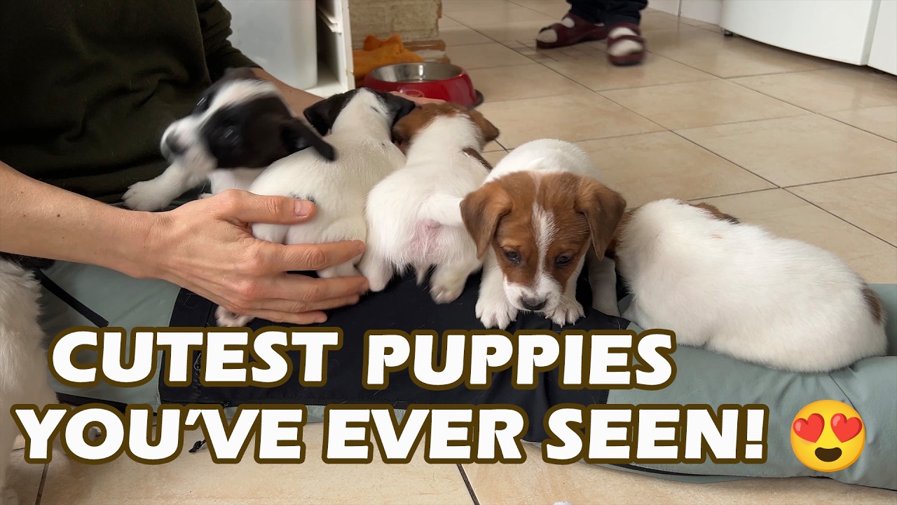 Cutest Jack Russell Puppies You'll Ever See In Full Action!