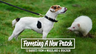 Ferreting A New Patch  12 rabbits from a woodland & bracken