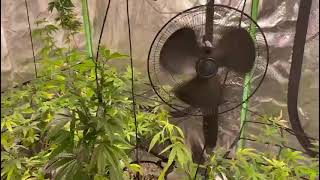 scrog before flower 🌸🌹🌹 like comment SUBSCRIBE ☝️