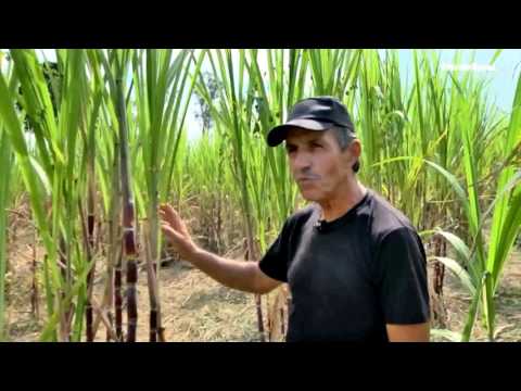 Vídeo: Dicas para regar a cana-de-açúcar: aprenda sobre a irrigação da cana-de-açúcar
