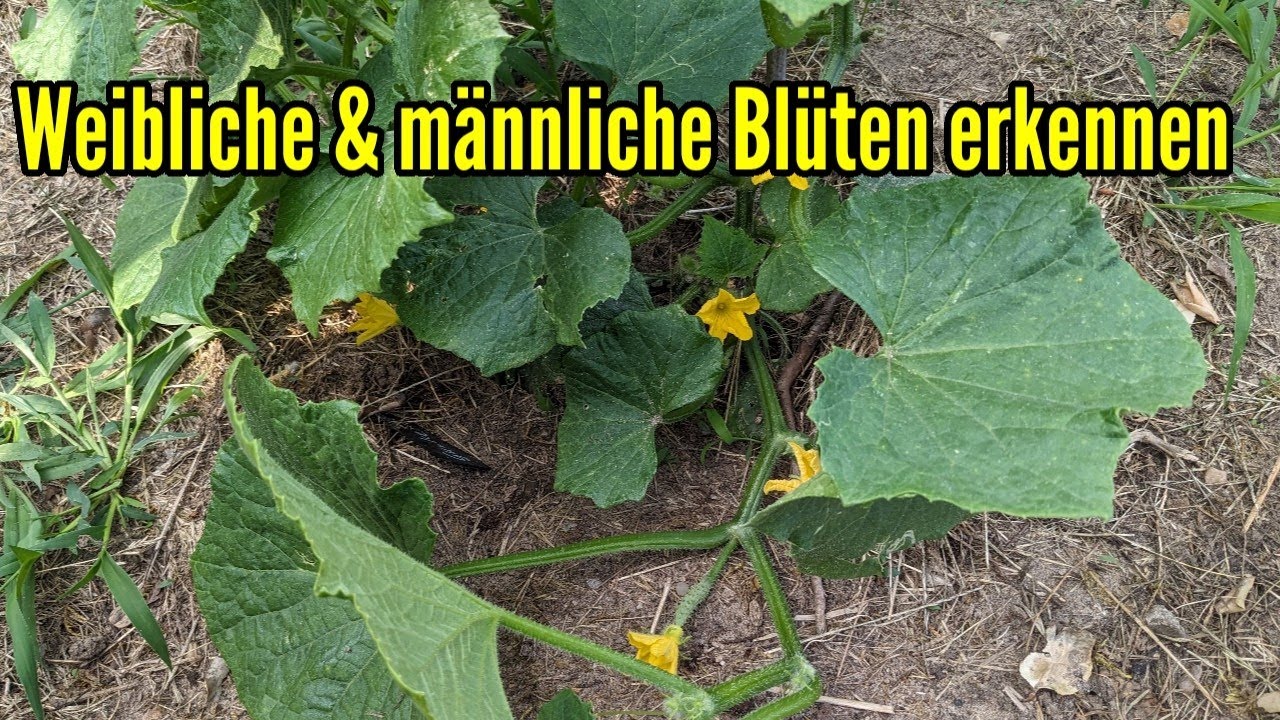 Weibliche & männliche Blüten erkennen an Pflanzen wie z.B. Gurken