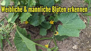 Weibliche &amp; männliche Blüten erkennen an Pflanzen wie z.B. Gurken Zucchini Kürbis usw.