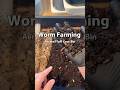 Worm Farming For Beginners | Aerate Your Bin #vermicomposting