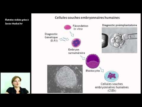 Vidéo: Épigénomique Des Cellules Souches Embryonnaires Humaines Et Des Cellules Souches Pluripotentes Induites: Un Aperçu De La Pluripotence Et Des Implications Pour La Maladie