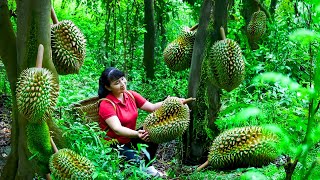 Harvest Durian, goes to the market to sell - Harvesting and Cooking |Tieu Vy Real Life