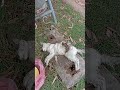 أنا كنقلب على كلارا لقيت هاد القطيط متوفي هو اللي كانت السيدة كتقلب عليه 0649095261