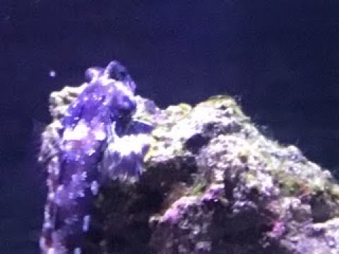 فيديو: كل شيء عن Blenny Fish And Care - رعاية Blennioid