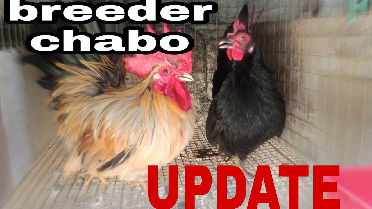 CHABO BREEDER | NATIVE CHICKEN , 