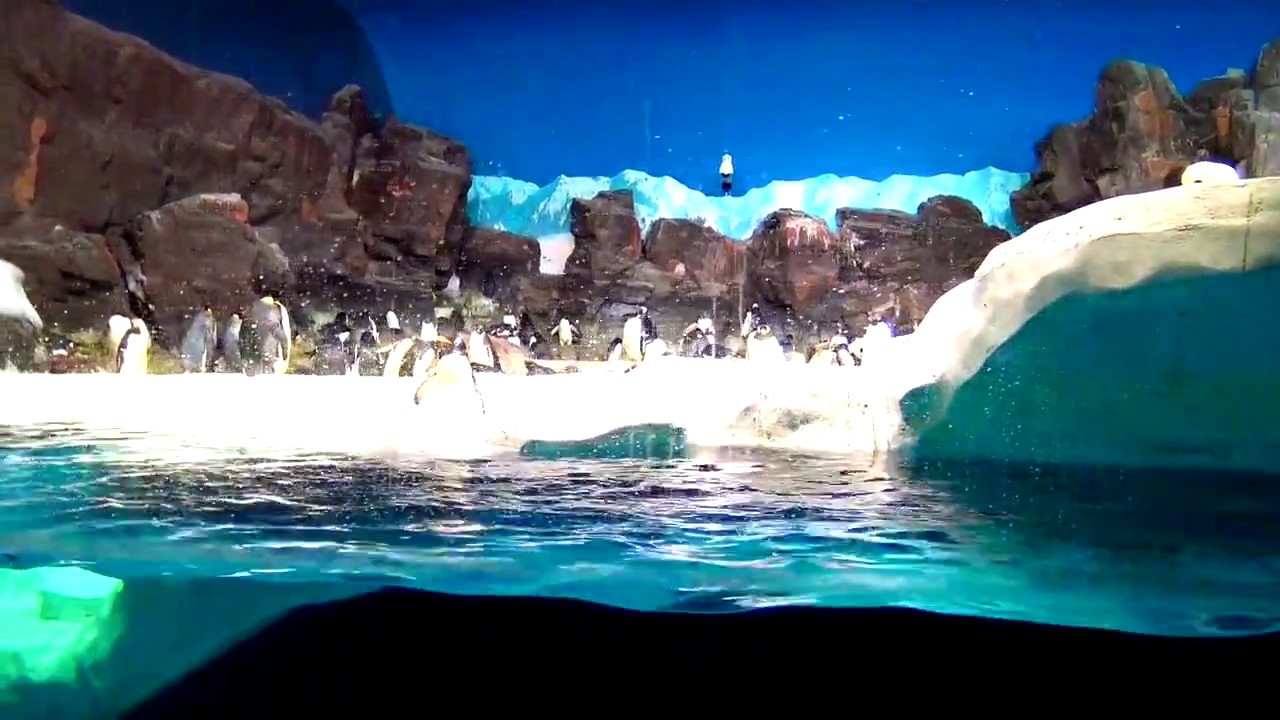 SEA WORLD SAN DIEGO CALIFORNIA PENGUINS YouTube