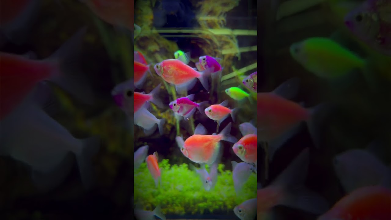 GloFish: Stunning Glowing Fish Species Revealed! ✨