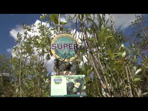 Video: Sweetbay Magnolia-informatie - Hoe een Sweetbay Magnolia-boom te kweken en te verzorgen