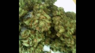 The Happy Grow Show- Macro Buds and Bong Hits