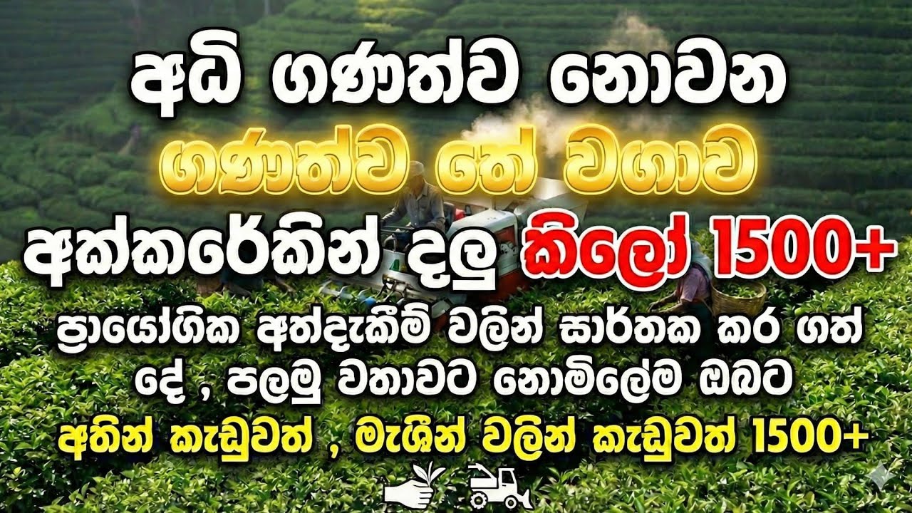 ඝණත්ව තේ වගාව | Density Planting of TEA