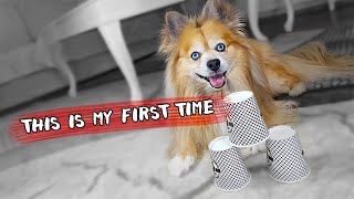 Ang aking Pomeranian na aso ay naglalaro ng tasa ng laro sa unang pagkakataon | Papet screenshot 1